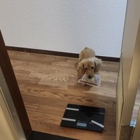 ドア