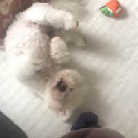 リリーちゃんの変化7