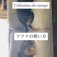 ソファーに座る2匹の大型犬