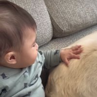 背中を撫でられる犬