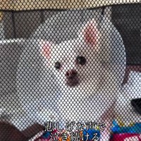 こはく君とここまるちゃんの家族愛2