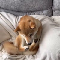 飼い主の足の隙間で身をよじる犬