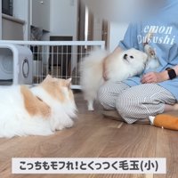 「こっちもモフれ！」