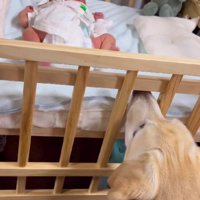 優秀なベビーシッターのよう