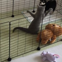 両手を大きく広げる猫