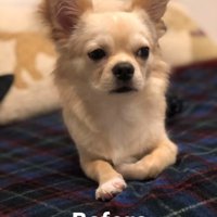 不安そうに横を見るチワワ