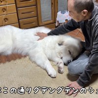 体を伸ばして横たわる犬