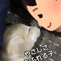 子犬のすいちゃん