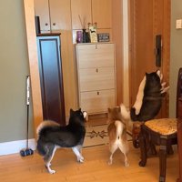 柴犬4匹の熱烈歓迎2