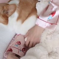 飼い主と添い寝する中型犬