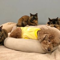 猫さんたちに囲まれてすやすや…♡