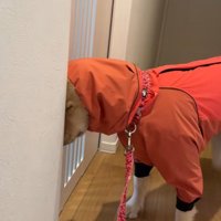 かわいすぎる抗議方法