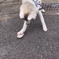 石を拾うのがお気に入り