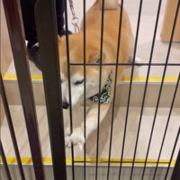 サロンに預けられる豆助座衛門くん3