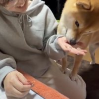 おやつを食べる犬