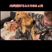 嬉しそうな犬