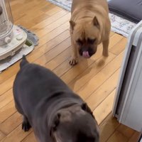 嬉しそうな中型犬立ち