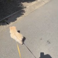 左に曲がる犬