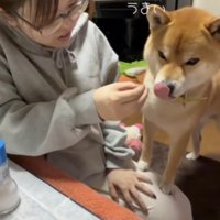 舌をペロッと出す犬