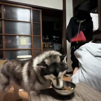 一心不乱に食事する犬