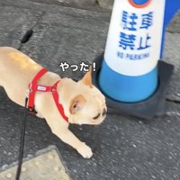 足取り軽快です
