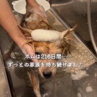 シャンプー中の犬