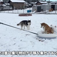 乗り物大好きなおもちくん