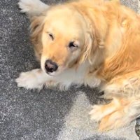寝転がりながら投稿者を見上げる犬