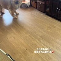 チャウチャウのうーちゃん