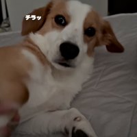 横目で見る犬
