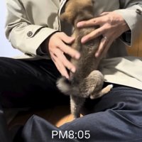 人の膝に飛びつく子犬