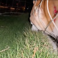 ネットに顔を突き刺す柴犬