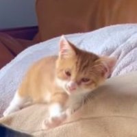 うにちゃんがお手々を伸ばして…