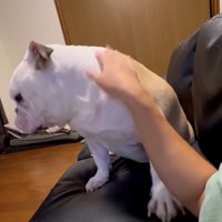 撫でられるぱせり君