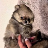 ぬいぐるみのようなずんだ君