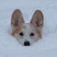 雪に埋もれるポムちゃん6