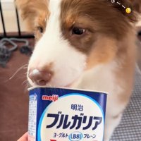 顔にヨーグルトをつけたアンディ君