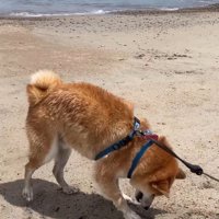 砂浜で遊ぶ海くん