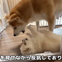 寝転がったまま反抗！
