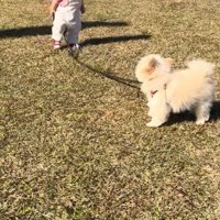 もち君と赤ちゃんのお散歩7