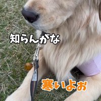 犬に話しかける女性