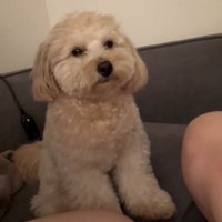 ソファで目をぱっちり開けた犬