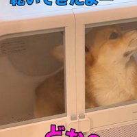 ドライヤーハウスの中で穏やかな顔になる犬