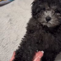 ドヤ顔でお手をする犬