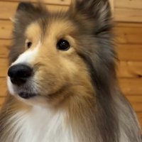 正面を見つめる犬