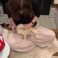 こはくちゃんとお姉ちゃんの再会2