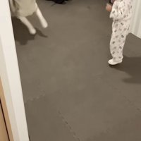 一緒にジャンプするハスキーと女の子