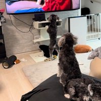 2匹はずっと画面に釘付け