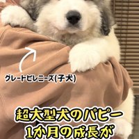 あどけない表情のフェルくん