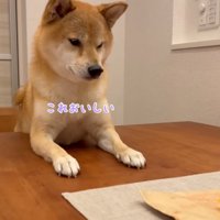 焼き芋を食べる飼い主の前に身を乗り出す犬